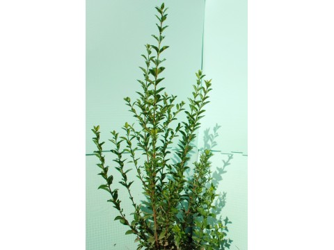 Ligustrum Ovalifolium  (Lemn Cainesc) 